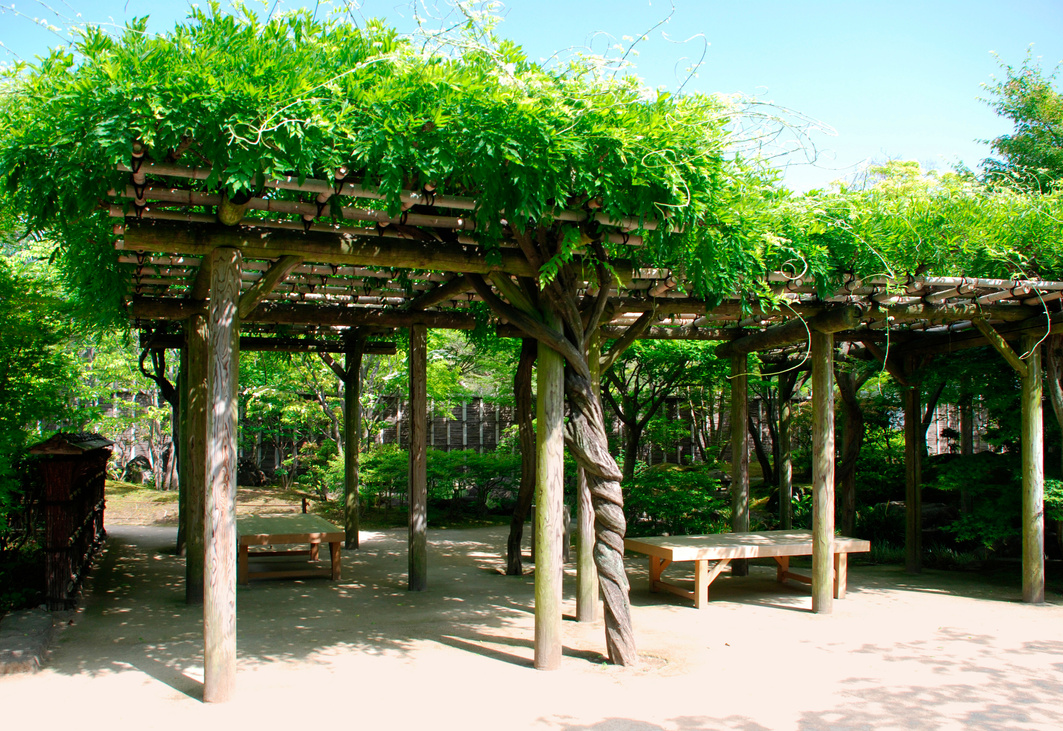 Shady Pergola