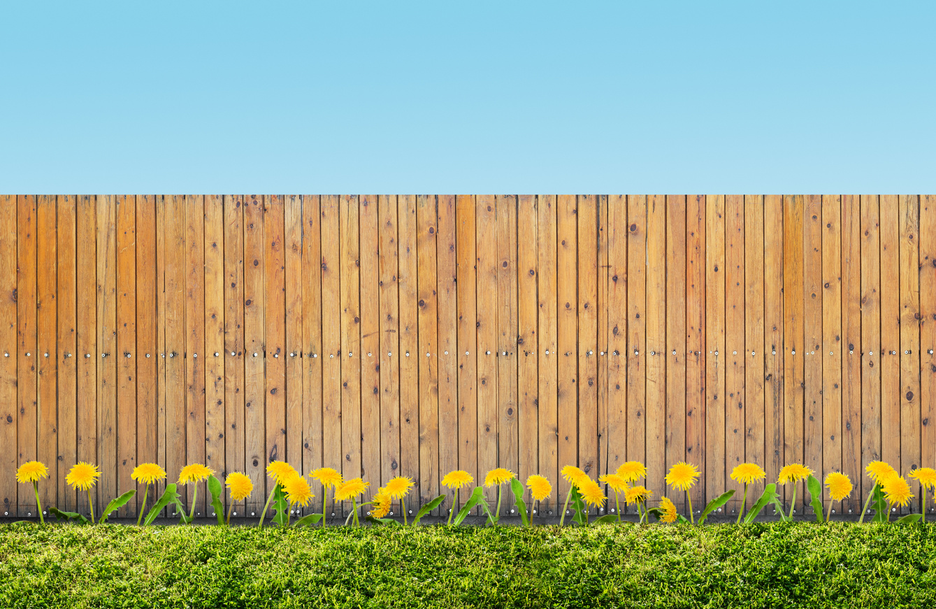 fence at backyard